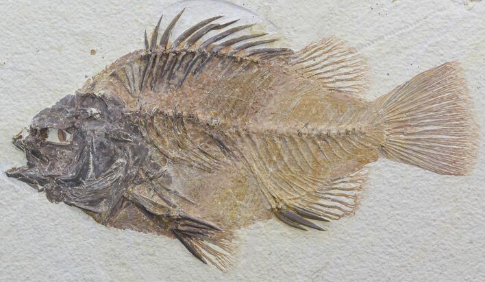 Large Priscacara Serrata Fossil Fish - Wyoming #44541